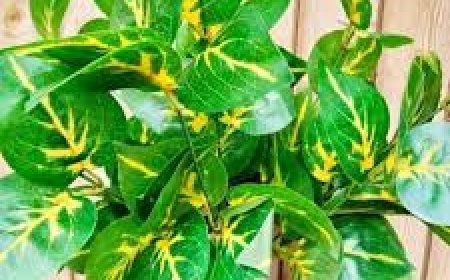 ଘରେ ମନିପ୍ଲାଣ୍ଟ ଲଗାଉଥିଲେ ଜାଣିନିଅନ୍ତୁ ଏହି କଥା