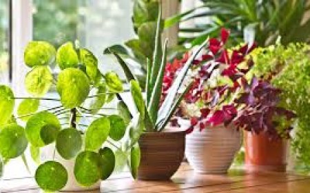 ଘରେ ଏସବୁ ଗଛ ଲଗାଇଥିଲେ  ବରବାଦ ହୋଇଯିବେ!