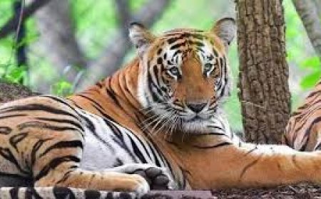 ବାଘୁଣୀ ‘ଜିନ୍ନତ ଏବେ ପୂରା ଫିଟ୍‌,  ଓଡ଼ିଶା ଫେରିବ