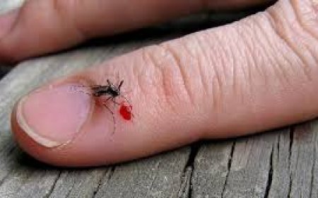 ମଶା ପାଇଁ ଆନ୍ଦୋଳନ  :  ରାସ୍ତାରେ ମଶାରୀ ଟାଙ୍ଗି ସମସ୍ୟା ଜଣାଇଲେ କଂଗ୍ରେସ କର୍ମୀ