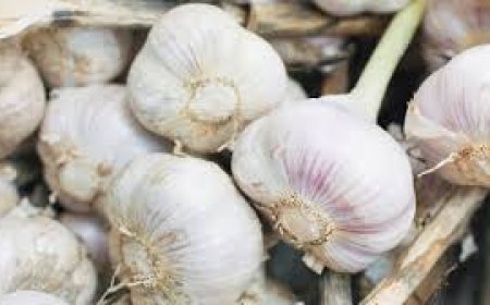 ଖାଇବା ପୂର୍ବରୁ ଦୁଇ ପାଖୁଡ଼ା ରସୁଣର ଫାଇଦା: ଜାଣନ୍ତୁ