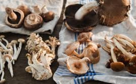 ଛତୁ ଚାଷ ଦେଉଛି ରୋଜଗାର