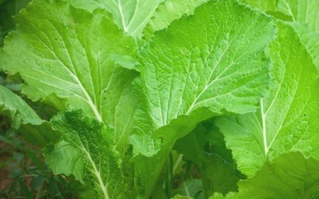 ସ୍ଵାସ୍ଥ୍ୟ ପାଇଁ ହିତକର ସୋରିଷ ଶାଗ