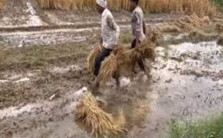 ବିଲରେ ପାଚିଲା ଧାନ ଭିଜିଲା: ଅଦିନିଆ ବର୍ଷା ,ଚାଷୀଙ୍କ ସ୍ଥିତି ବେହାଲ