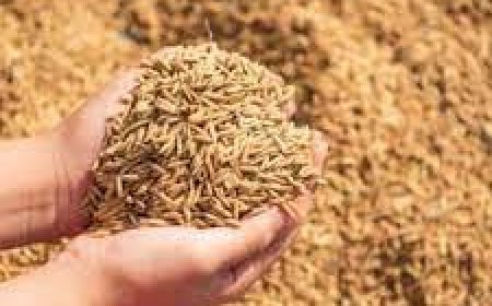 ମଣ୍ଡିରୁ ଉଠୁନି ଧାନ: ରାଜରାସ୍ତାକୁ ଓହ୍ଲାଇବ ବିଜେଡି