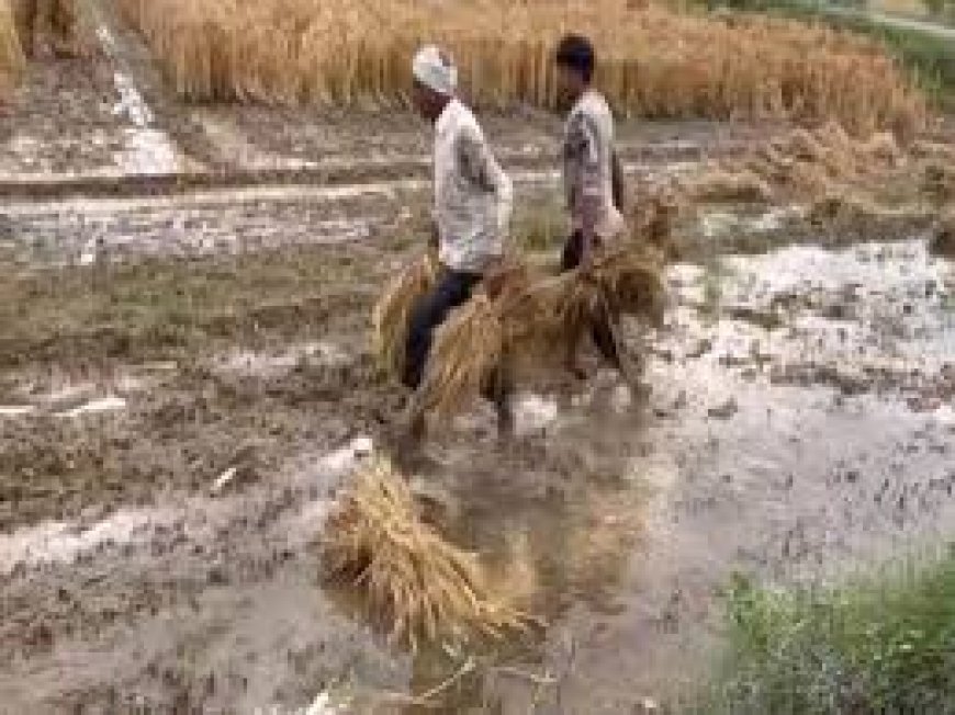 ବିଲରେ ପାଚିଲା ଧାନ ଭିଜିଲା: ଅଦିନିଆ ବର୍ଷା ,ଚାଷୀଙ୍କ ସ୍ଥିତି ବେହାଲ