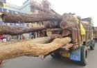 ପୁରୀରେ ପହଞ୍ଚିଲା ରଥକାଠ