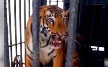 ଓଡ଼ିଶା ଫେରୁଛି ‘ଜିନତ’