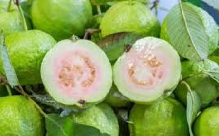 ମଧୁମେହ ରୋଗୀ  ପିଜୁଳି ଖାଇପାରିବେ!