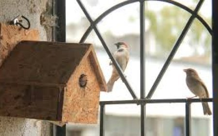 ଘରେ ପକ୍ଷୀ ଓ କୀଟପତଙ୍ଗ ବସା କଲେ ଅଶୁଭ କି? 