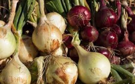 ଇମ୍ୟୁନିଟି ସହ ହାଡ଼କୁ  ଷ୍ଟ୍ରଙ୍ଗ୍ କରିବ ସବୁଜ ପିଆଜ