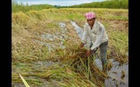 ଅଦିନିଆ ବର୍ଷା କ୍ଷୟକ୍ଷତି : ପାଞ୍ଚ ଦିନ ମଧ୍ୟରେ ଚାଷୀଙ୍କ ପାଖରେ ପହଞ୍ଚିବ ଆର୍ଥିକ ସହାୟତା