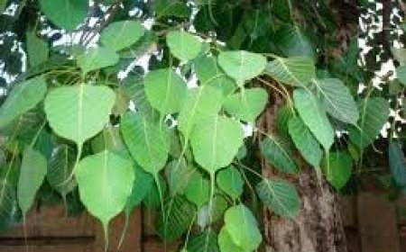 ଅଶ୍ୱତ୍ଥ ବୃକ୍ଷର ମାହାତ୍ମ୍ୟ