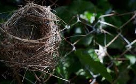 ଘରେ କେଉଁ ପଶୁପକ୍ଷୀ ରହିଲେ କ’ଣ ଲାଭ ମିଳେ?