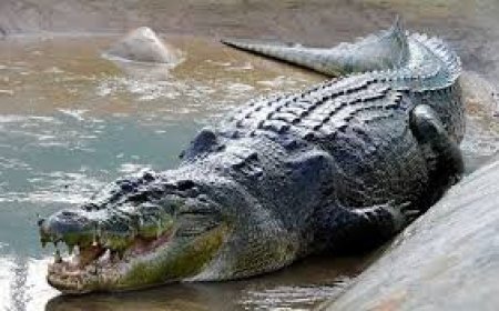 ଭିତରକନିକାରେ ଆଜିଠୁ ଆରମ୍ଭ ହେଲା କୁମ୍ଭୀର ଗଣନା : ୨୨ ଟି ଟିମ୍ ସାମିଲ