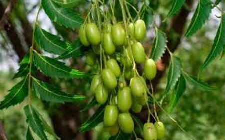 ଏସିଡିଟି ଭଳି ସମସ୍ୟା  ଦୂର କରେ  ନିମ୍ୱପତ୍ର