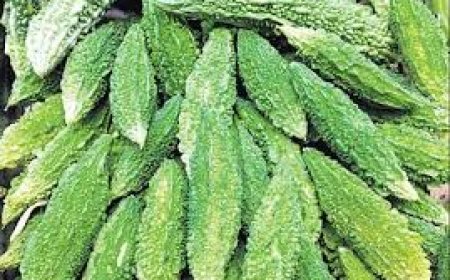 ରୋଗ ପ୍ରତିରୋଧକ ଶକ୍ତି ବଢ଼ାଏ କଲରା