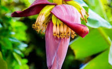 କିଡନୀ ଷ୍ଟୋନ୍ ସମସ୍ୟା ଦୂର କରିବ କଦଳୀ ଫୁଲ