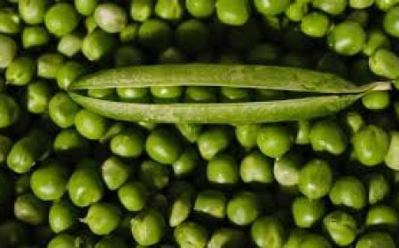 ଗ୍ରୀନ୍ ମଟର ଦୂର କରେ  ମେଦ ସମସ୍ୟା