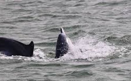 ଚାଲିଛି ଡଲଫିନ୍ ଗଣନା