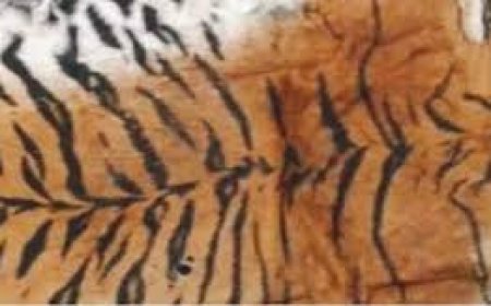 ବାଘ ଛାଲ ଜବତ:  ମାଡ଼ି ବସିଲା ଏସ୍‌ଟିଏଫ୍‌