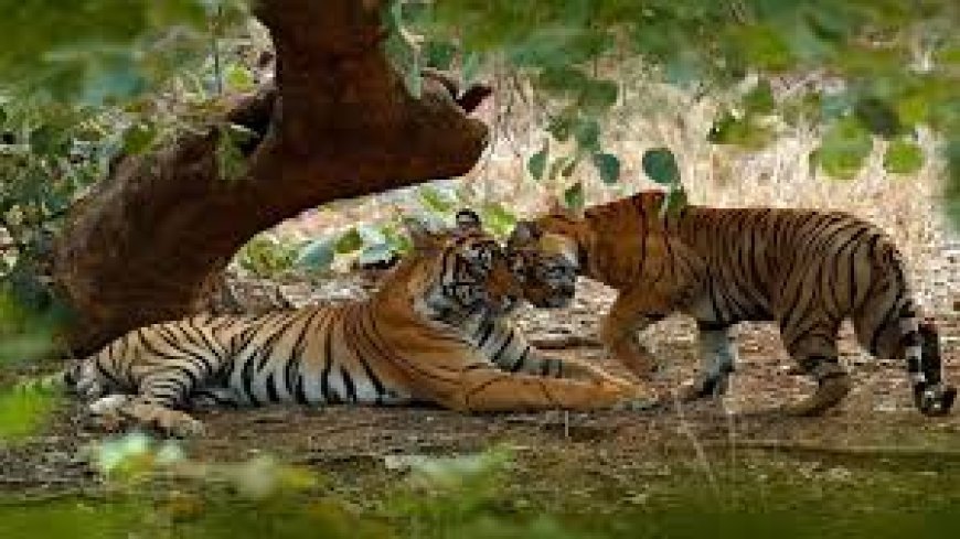 ଘଟଗାଁ ଅଟେଇ ଜଙ୍ଗଲରେ ଆଜିଠୁ ଆରମ୍ଭ ହେଲା ଜଙ୍ଗଲ ସଫାରୀ