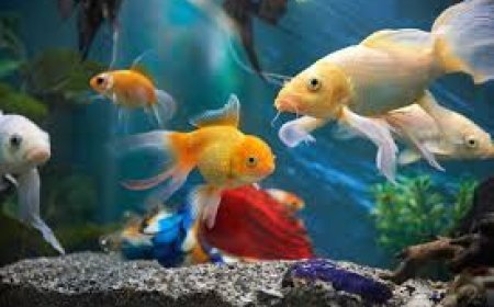 ଘରେ ଆକ୍ୱାରିୟମ୍‌ ରଖିଛନ୍ତି ? ଜାଣନ୍ତୁ ବାସ୍ତୁ ନିୟମ