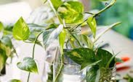 ମନିପ୍ଲାଣ୍ଟ ଘରେ ଲଗାଉଥିଲେ ଜାଣିନିଅନ୍ତୁ ଏହି କଥା