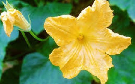 ଦୈନନ୍ଦିନ ଖାଦ୍ୟ ତାଲିକାରେ ସାମିଲ କରନ୍ତୁ କଖାରୁଫୁଲ