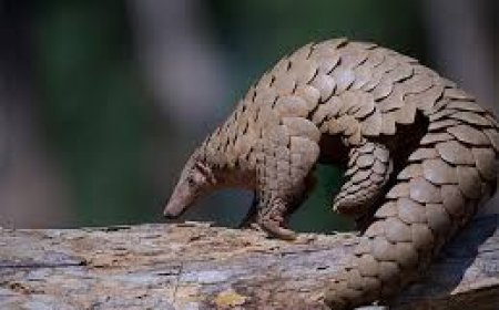 ଭୁବନେଶ୍ୱରରୁ ବଜ୍ରକାପ୍ତା ଉଦ୍ଧାର