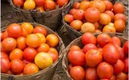 ୩ ଟଙ୍କାରେ କିଲେ ଟମାଟୋ : ଚାଷୀ ନିରାଶ