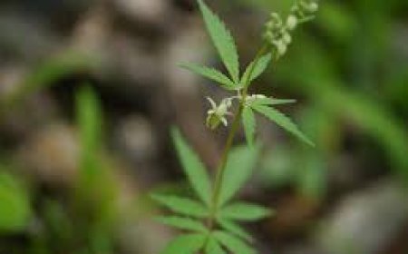 ଭାଙ୍ଗରେ ବି ଅଛି ଔଷଧୀୟ ଗୁଣ;  କ’ଣ ସବୁ ଫାଇଦା ମିଳେ