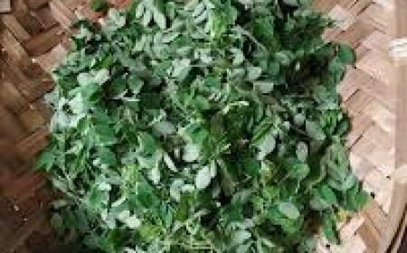 ସଜନା ଶାଗରେ ରହିଛି  ୩ ବଡ଼ ରୋଗର ମହୌଷଧି