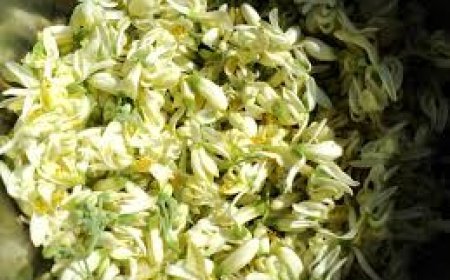 ସଜନା ଫୁଲ ଖାଇଲେ ମିଳେ ଅନେକ ଫାଇଦା