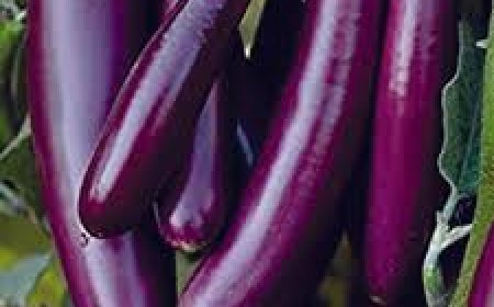 ମହିଳାମାନେ କାହିଁକି ବାଇଗଣ ଖାଇବାକୁ ବେଶି ଭଲ ପାଆନ୍ତି?