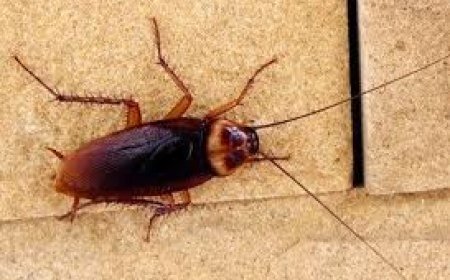 ରୋଷେଇ ଘରେ ଅସରପା ହେଉଛନ୍ତି? ଆପଣାନ୍ତୁ ଏହି ଉପାୟ..