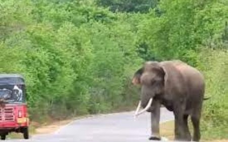 ବଢୁଛି ହାତୀ ଉପଦ୍ରବ: ରାସ୍ତାରେ ବୁଲୁଛି ହାତୀ