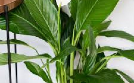 ଘରେ ସୁଖଶାନ୍ତି ଚାହୁଁଥିଲେ …