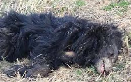 ବିଦ୍ୟୁତ୍ ଆଘାତରେ ଭାଲୁ ମୃତ