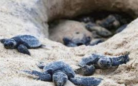 ଋଷିକୁଲ୍ୟା ମୁହାଁଣରେ ଅଲିଭ ରିଡ୍ଲେଙ୍କ ଅଣ୍ଡାଦାନ