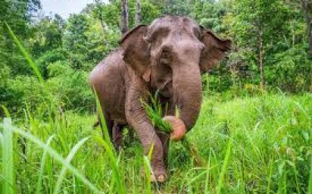 ମହାନଦୀ ପଠାରେ ଫସିଲେ ହାତୀ ପଲ