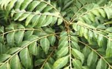 ମେଦ ବହୁଳତା କମାଇବାକୁ ଏହି ଉପାୟ  ଆପଣାନ୍ତୁ