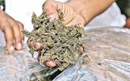 ୧୦ ହଜାର ୮୫୨ କେଜିରୁ ଉର୍ଦ୍ଧ୍ୱ ଗଞ୍ଜେଇ ଜବତ