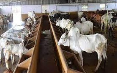 ପଶୁପାଳନ ପାଇଁ ଓଡ଼ିଶା ସରକାରଙ୍କ ବଡ଼ ଘୋଷଣା