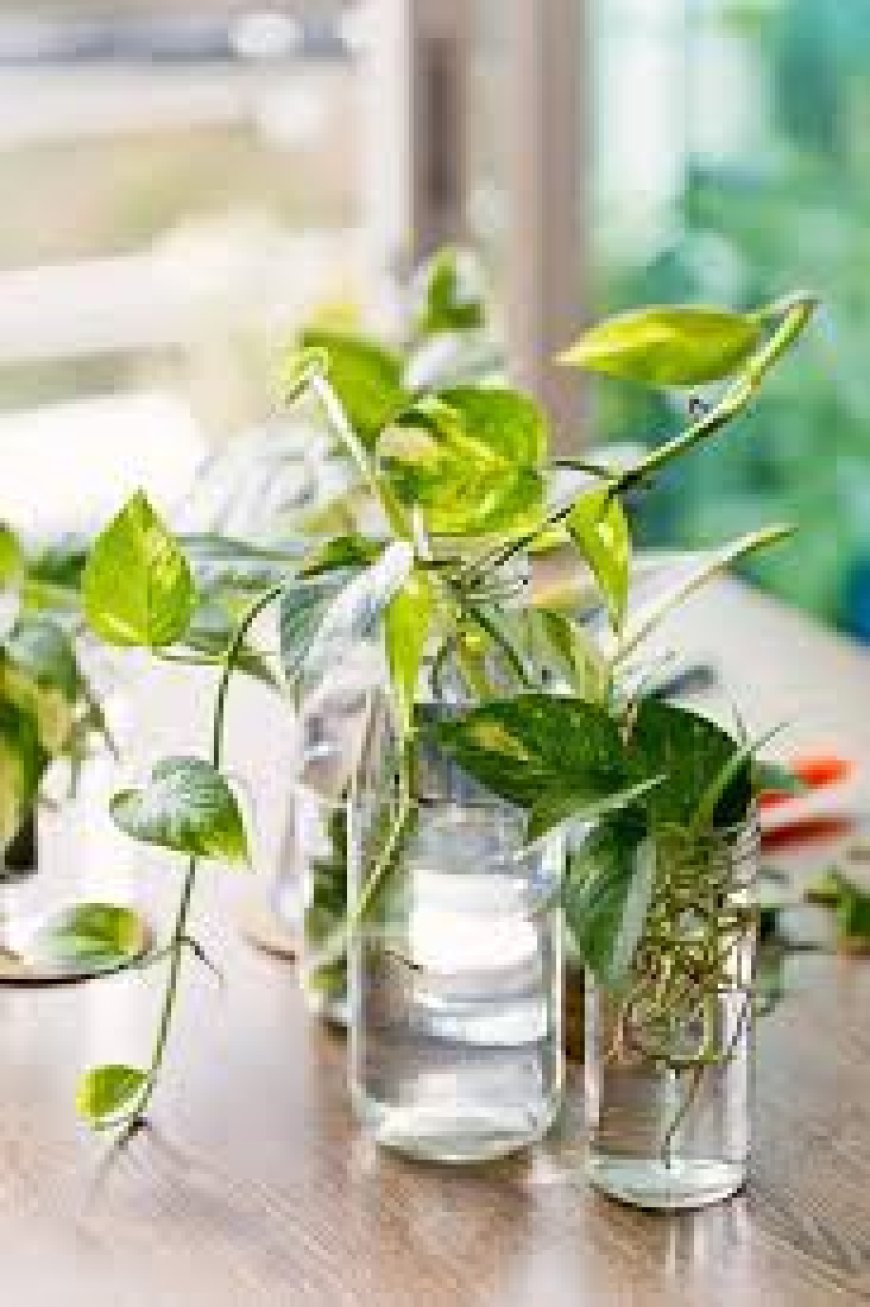 ମନିପ୍ଲାଣ୍ଟ ଘରେ ଲଗାଉଥିଲେ ଜାଣିନିଅନ୍ତୁ ଏହି କଥା