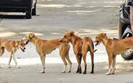 ଚୟନ ହେଲା ଠିକାସଂସ୍ଥା ; ଗଣନା ପରେ ହେବ ବନ୍ଧ୍ୟାକରଣ