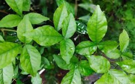 ବେଲପତ୍ର କରିଦେବ ସୁନ୍ଦର ଜାଣନ୍ତୁ କିପରି ?