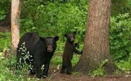 ଭାଲୁଛୁଆ ଉଦ୍ଧାର