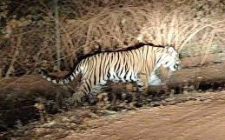 ଗାଁରେ ପଶିଲା ବାଘ: ଭୟଭୀତ ହେଲେ ଗ୍ରାମବାସୀ