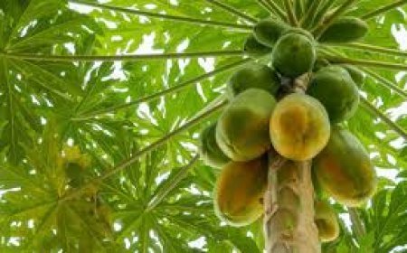 ଶରୀର ପାଇଁ ଉପକାରୀ ଅମୃତଭଣ୍ଡା